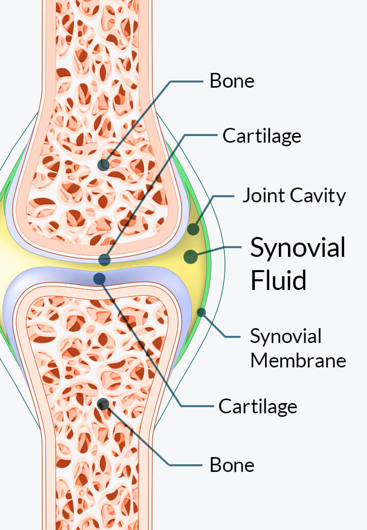 Joint diagram from the official Joint Genesis presentation